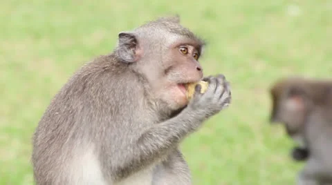 Macaque eating corn Video stock 25877224