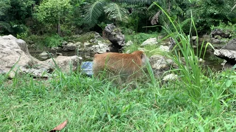 Macaque eating Vidéo 169719594