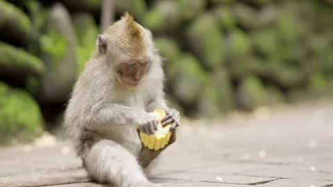 Macaque eating fruit in Bali Monkey Forest Stock Footage 336467140