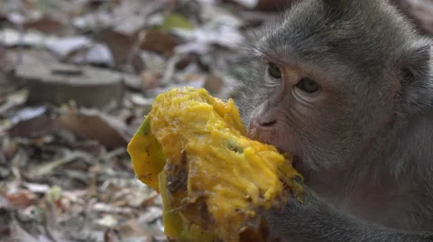 Macaque eating mango close up shot Stock Footage 61551370