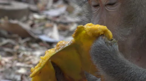 Macaque eating mango extreme close up Stock Footage 61551142