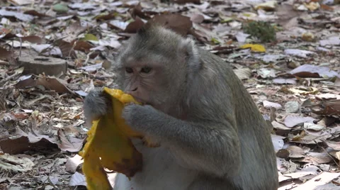 Macaque eating mango 스톡 동영상 61551127