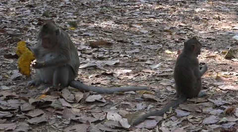 Macaque eating mango Stock Footage 61551374