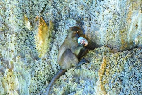 Macaque is eating, Monkey beach, Phi Phi Don island, Andaman sea Stock Photos