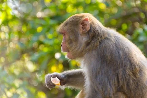 Macaque eating an orange 写真素材