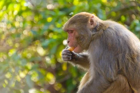 Macaque eating an orange Foto stock