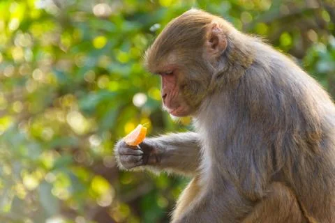 Macaque eating an orange Stock Photos