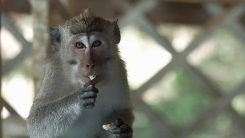 Macaque eating a peanut looks at camera medium close up Stock Footage 124046028