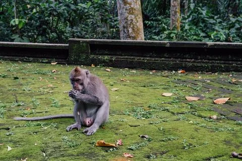 A macaque eating a peanut in a monkey park Stock Photos