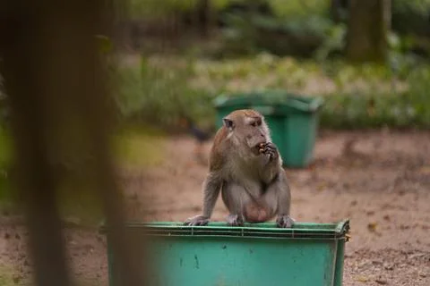 Macaque Eating Foto stock