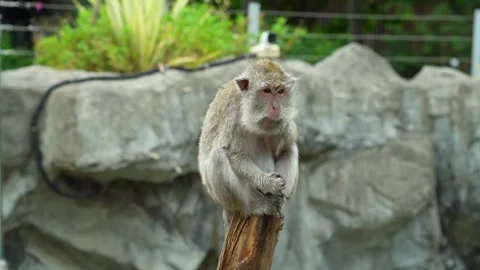 The macaque is eating some kind of black leaf. Stock Footage 340471989