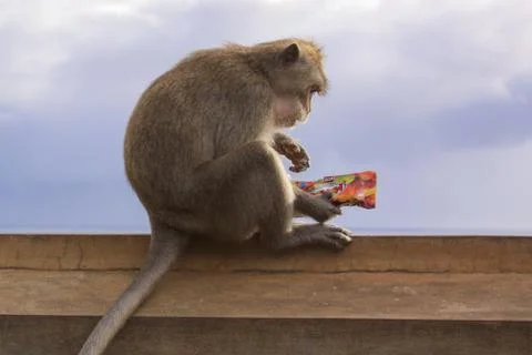 Macaque eating sweets from a plastic package Stock Photos