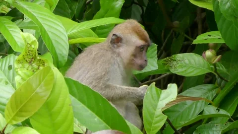 Macaque eating in a tree in the jungle of Borneo. monkey in the jungle 库存影片 231707686