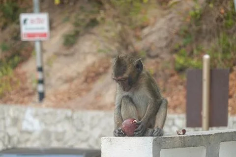Macaque eating while perched on low wall Stock Photos
