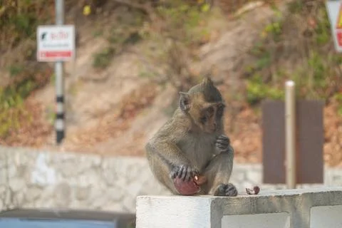 Macaque eating while perched on low wall Stock Photos