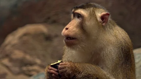 Macaque eating in a zoo Video stock 73794809