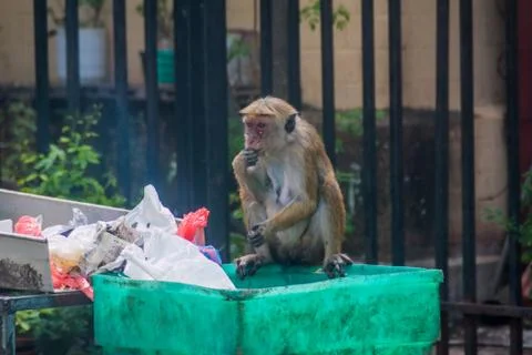 Macaque eats food rests from a trash in Kandy, Sri Lanka Stock Photos