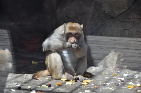 Macaque eats fresh fruits in the sun. Stock Photos