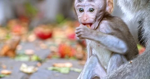 Macaque eats fruit Video stock 116609474