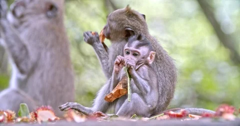 Macaque eats fruit Video stock 116610052