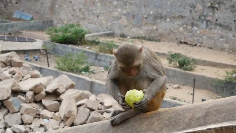 Macaque eats guava on stone fence, India Stock-Footage 133204711