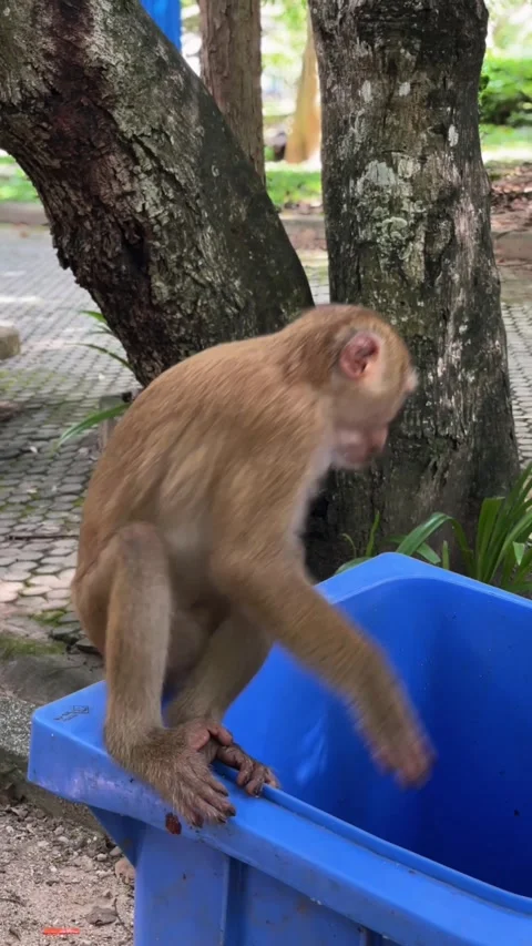 A macaque eats leftover food from a garbage container. Stock Footage 343617901