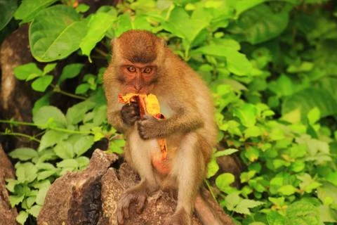 Macaque eats a ripe banana Stock Photos