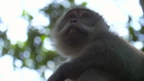 Macaque  face as it looks around Stock Footage 92473634