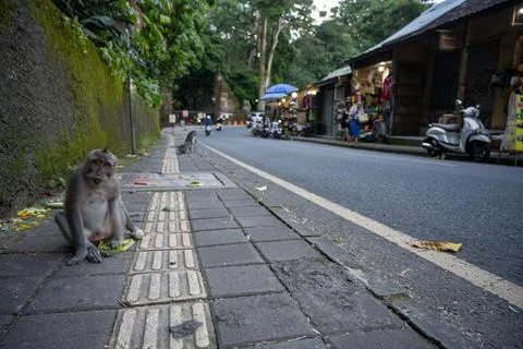 Macaque Faces Camera Near Ubud Monkey Forest Fotos Stock