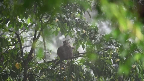 Macaque faces rain inside Ubud forest canopy Video stock 339086119