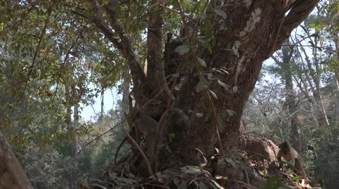 Macaque family in the tree 스톡 동영상 61551600