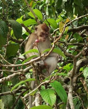 Macaque feeding in tree Stock Photos