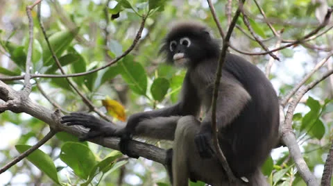 Macaque Stock Footage 25708145