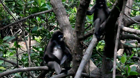 Macaque Stock Footage 25710811