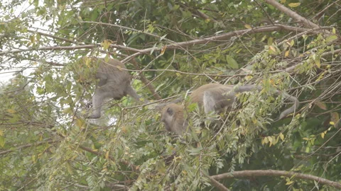 Macaque at forest Stock Footage 164669314