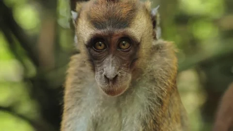 Macaque Gazes At Camera - Curious Wildlife Portrait In Tropical Forest Stock Footage 345274088