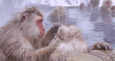 Macaque grooming another at the edge of a steaming pool, others behind Stock-Footage 347146084