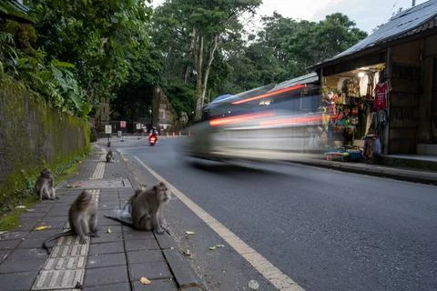 Macaque Group Beside Moving Traffic in Ubud Foto stock