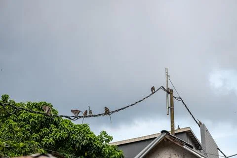 Macaque Group Crossing Power Lines Under Storm Clouds Stock Photos