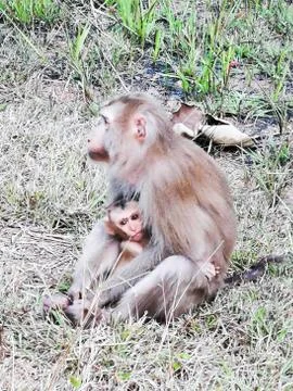 Macaque with infant Stock Photos