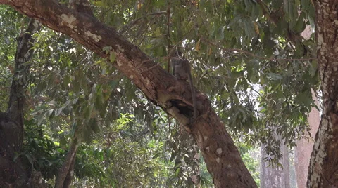 Macaque jumping on a branch Stock Footage 61551827