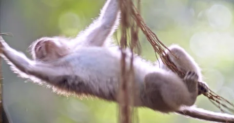 Macaque jumps from creeper to creeper Video stock 116609581