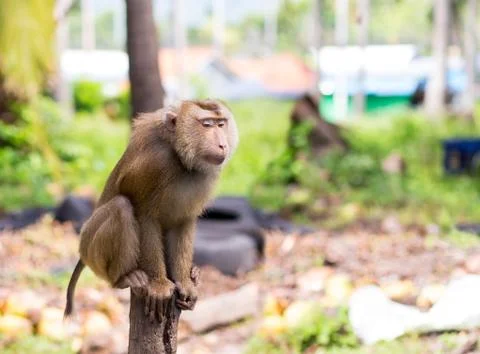 Macaque large brown with long tail crabs sitting on a tree trunk on a blurred Stock Photos
