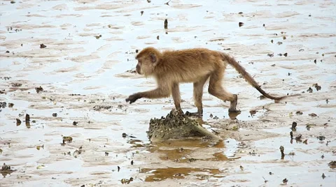 Macaque limps along a flood plain in search of food in the jungles of Borneo. Stock Footage 32548482