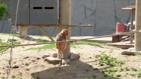 Macaque little monkey playing and jumping on the rope Stock Footage 195488147