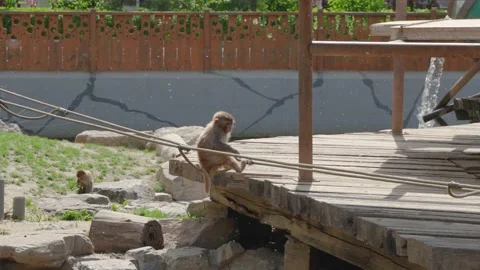 Macaque little monkey playing and jumping on the rope Stock Footage 195491221