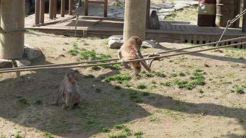 Macaque little monkey playing and jumping on the rope Stock Footage 195493080