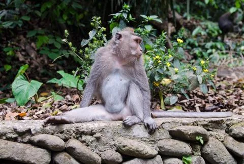 Macaque with a long tail in the forest. Stock Photos