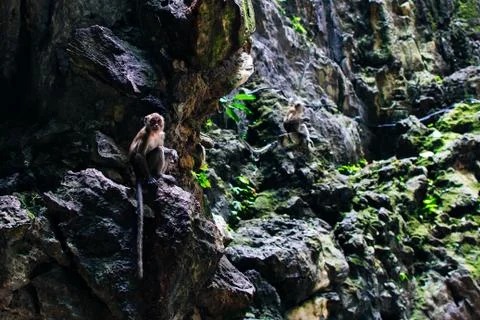 Macaque Macaca fascicularis monkey in Batu Caves, Kuala Lumpur Stock Photos