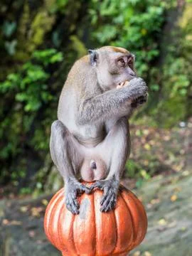 Macaque (Macaca fascicularis) monkey in Batu Caves, Kuala Lumpur, Malaysia Stock Photos